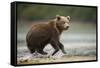 Brown Bear Cub on Beach at Geographic Harbor-Paul Souders-Framed Stretched Canvas