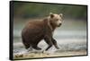 Brown Bear Cub on Beach at Geographic Harbor-Paul Souders-Framed Stretched Canvas