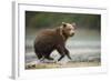 Brown Bear Cub on Beach at Geographic Harbor-Paul Souders-Framed Photographic Print