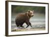 Brown Bear Cub on Beach at Geographic Harbor-Paul Souders-Framed Photographic Print