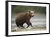 Brown Bear Cub on Beach at Geographic Harbor-Paul Souders-Framed Photographic Print