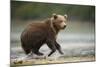 Brown Bear Cub on Beach at Geographic Harbor-Paul Souders-Mounted Photographic Print