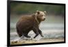 Brown Bear Cub on Beach at Geographic Harbor-Paul Souders-Framed Photographic Print