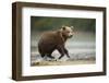 Brown Bear Cub on Beach at Geographic Harbor-Paul Souders-Framed Photographic Print