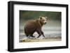 Brown Bear Cub on Beach at Geographic Harbor-Paul Souders-Framed Photographic Print