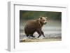 Brown Bear Cub on Beach at Geographic Harbor-Paul Souders-Framed Photographic Print
