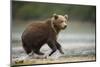 Brown Bear Cub on Beach at Geographic Harbor-Paul Souders-Mounted Photographic Print