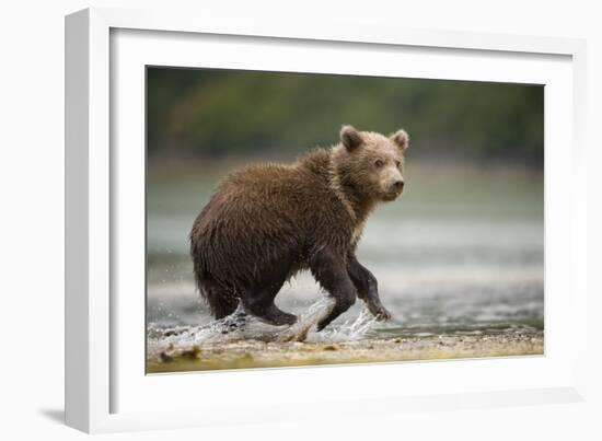 Brown Bear Cub on Beach at Geographic Harbor-Paul Souders-Framed Photographic Print