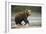 Brown Bear Cub on Beach at Geographic Harbor-Paul Souders-Framed Photographic Print