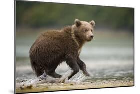 Brown Bear Cub on Beach at Geographic Harbor-Paul Souders-Mounted Photographic Print