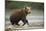 Brown Bear Cub on Beach at Geographic Harbor-Paul Souders-Mounted Photographic Print