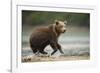 Brown Bear Cub on Beach at Geographic Harbor-Paul Souders-Framed Photographic Print