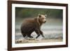 Brown Bear Cub on Beach at Geographic Harbor-Paul Souders-Framed Photographic Print