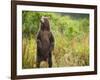 Brown Bear Cub Standing Upright at Kinak Bay-Paul Souders-Framed Photographic Print