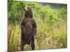 Brown Bear Cub Standing Upright at Kinak Bay-Paul Souders-Mounted Photographic Print