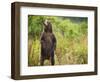 Brown Bear Cub Standing Upright at Kinak Bay-Paul Souders-Framed Photographic Print