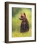 Brown Bear Cub-Sarah Stribbling-Framed Art Print