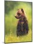 Brown Bear Cub-Sarah Stribbling-Mounted Art Print