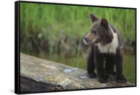 Brown Bear Cub-DLILLC-Framed Stretched Canvas