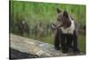 Brown Bear Cub-DLILLC-Stretched Canvas