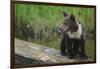 Brown Bear Cub-DLILLC-Framed Photographic Print