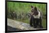 Brown Bear Cub-DLILLC-Framed Photographic Print