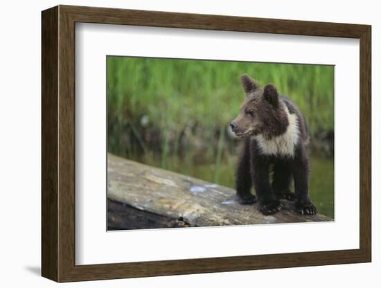 Brown Bear Cub-DLILLC-Framed Photographic Print