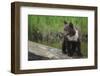 Brown Bear Cub-DLILLC-Framed Photographic Print