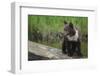 Brown Bear Cub-DLILLC-Framed Photographic Print