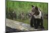 Brown Bear Cub-DLILLC-Mounted Photographic Print