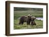 Brown Bear Cubs at Play 2-Art Wolfe-Framed Photographic Print