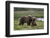 Brown Bear Cubs at Play 2-Art Wolfe-Framed Photographic Print