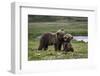 Brown Bear Cubs at Play 2-Art Wolfe-Framed Photographic Print