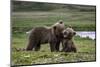 Brown Bear Cubs at Play 2-Art Wolfe-Mounted Photographic Print