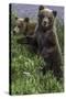 Brown Bear Cubs Close-Up-Art Wolfe-Stretched Canvas