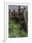 Brown Bear Cubs Close-Up-Art Wolfe-Framed Photographic Print