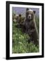 Brown Bear Cubs Close-Up-Art Wolfe-Framed Photographic Print