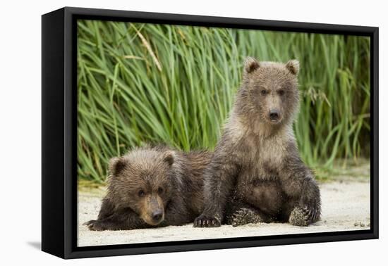 Brown Bear Cubs, Katmai National Park, Alaska-Paul Souders-Framed Stretched Canvas