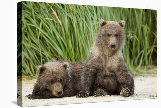 Brown Bear Cubs, Katmai National Park, Alaska-Paul Souders-Stretched Canvas