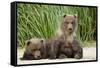 Brown Bear Cubs, Katmai National Park, Alaska-Paul Souders-Framed Stretched Canvas