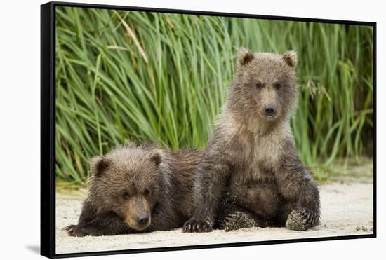 Brown Bear Cubs, Katmai National Park, Alaska-Paul Souders-Framed Stretched Canvas