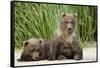 Brown Bear Cubs, Katmai National Park, Alaska-Paul Souders-Framed Stretched Canvas