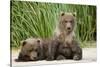 Brown Bear Cubs, Katmai National Park, Alaska-Paul Souders-Stretched Canvas