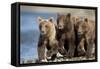 Brown Bear Cubs, Katmai National Park, Alaska-Paul Souders-Framed Stretched Canvas
