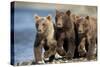 Brown Bear Cubs, Katmai National Park, Alaska-Paul Souders-Stretched Canvas