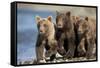 Brown Bear Cubs, Katmai National Park, Alaska-Paul Souders-Framed Stretched Canvas