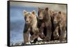 Brown Bear Cubs, Katmai National Park, Alaska-Paul Souders-Framed Stretched Canvas