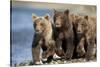 Brown Bear Cubs, Katmai National Park, Alaska-Paul Souders-Stretched Canvas