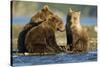 Brown Bear Cubs, Katmai National Park, Alaska-Paul Souders-Stretched Canvas