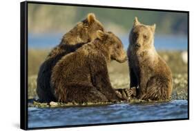 Brown Bear Cubs, Katmai National Park, Alaska-Paul Souders-Framed Stretched Canvas